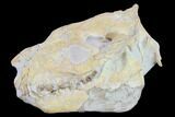 Fossil Oreodont (Merycoidodon) Skull - Wyoming #134357-5